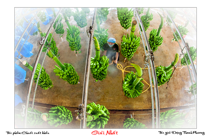 Tác phẩm Chuối xuất khẩu Tác phẩm Chuối xuất khẩu
